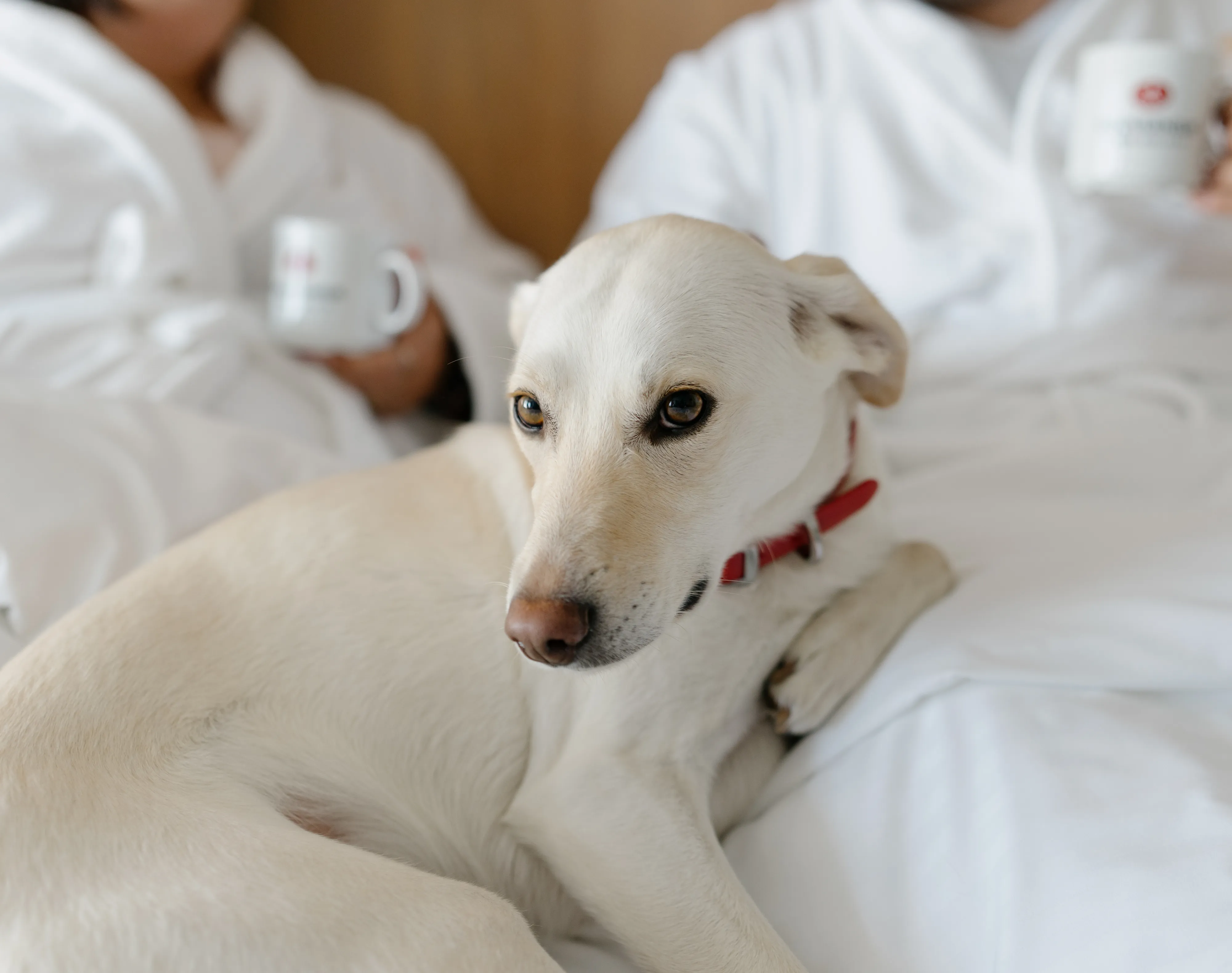 Hotels Gouverneurs Trois Rivieres Dog And People Bed Pet Friendly Hotel