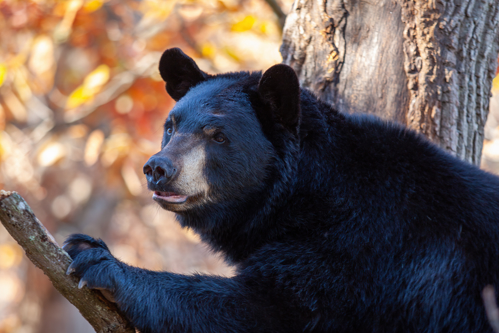 Hôtels_Gouverneur_Trois_Rivières_Bear_Saint_Maurice_Wildlife_Reserve