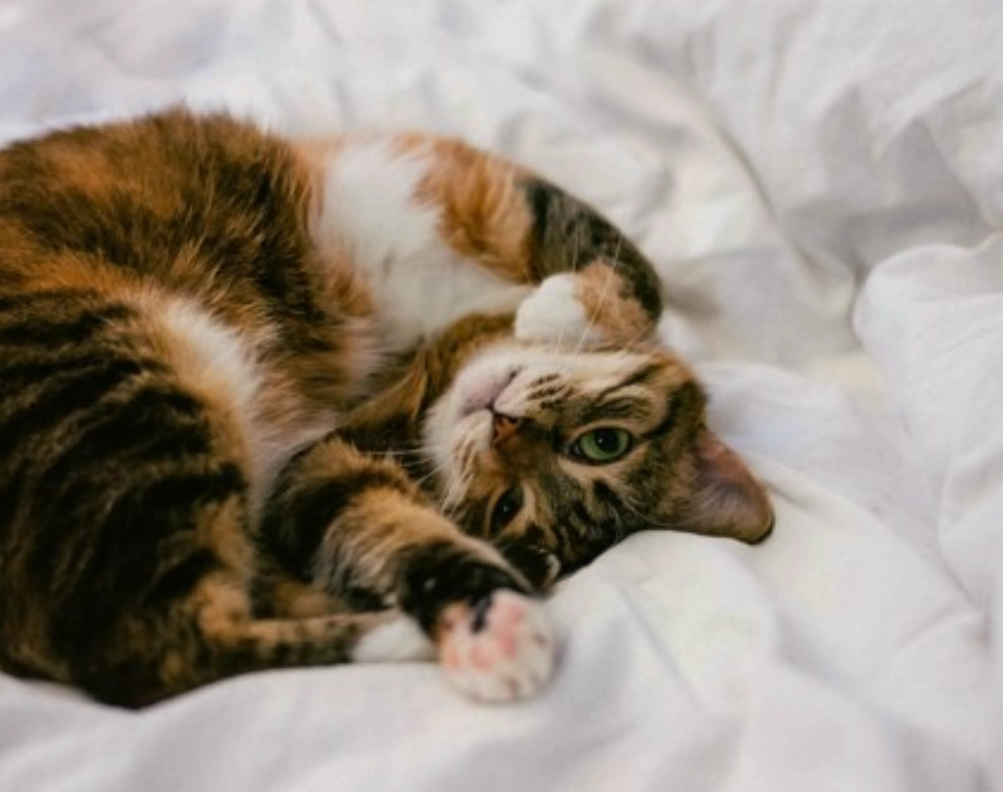 Hôtels Gouverneur Cat Bed Pet Friendly Hotel