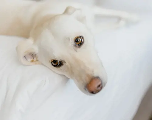 Hôtels Gouverneur dog bed pet friendly hotel